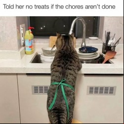 For the cat lovers