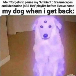 My Dog