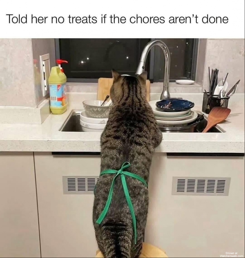 For the cat lovers #0
